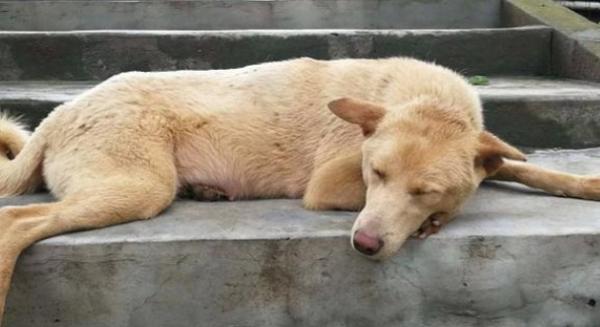 家里为什么总是养不活狗-图1