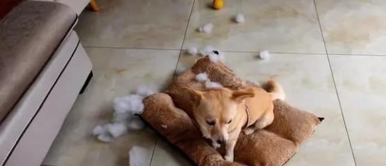 狗狗为什么不会拆自己的窝呢