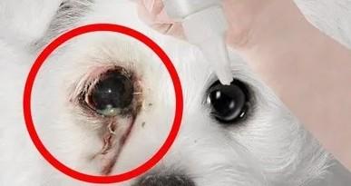 狗狗第三眼睑增生用什么眼药水-图1
