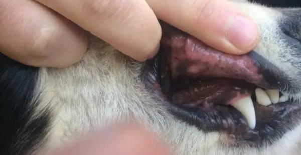 狗狗下嘴唇出现肉色-图1