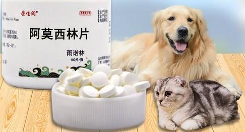 狗吃消炎药有哪些种类-图1
