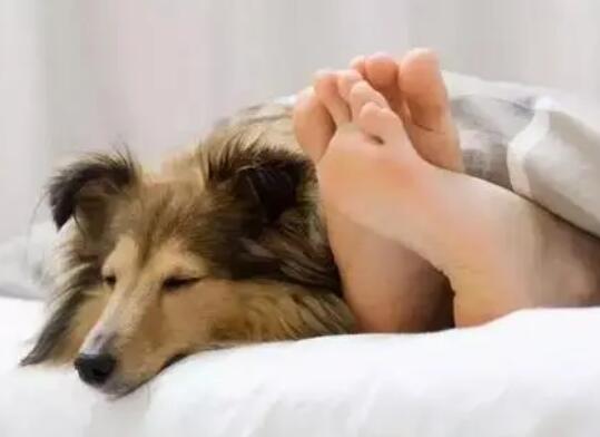 狗狗把你当老婆的表现
