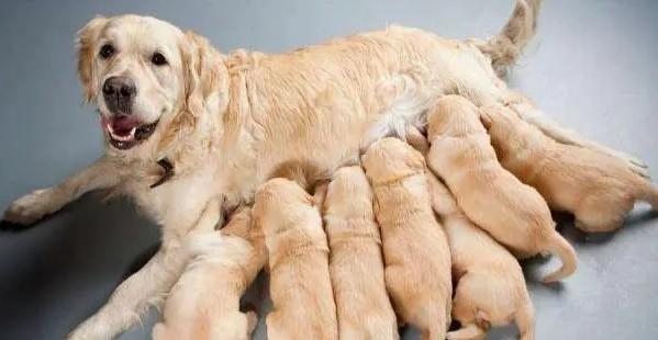 狗狗产后20天恶露不尽-图1
