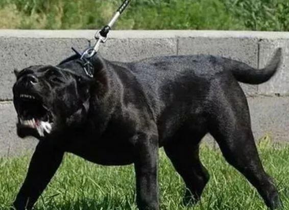 被公安部禁养的48种大型犬-图1