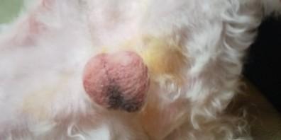 狗蛋蛋烂了用红霉素软膏-图1