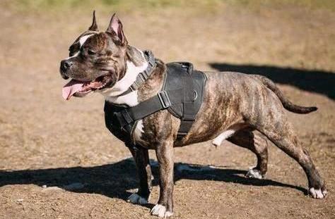 北京禁养犬种2023-图1