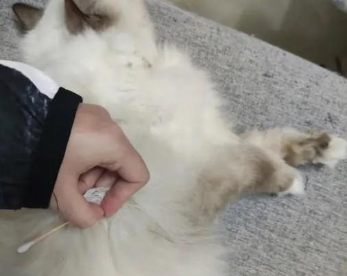 治疗猫传腹的441多少钱一支-图1