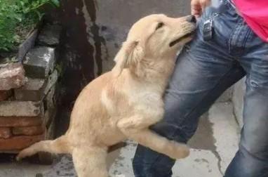 狗狗老是抱大腿蹭需要阻止吗