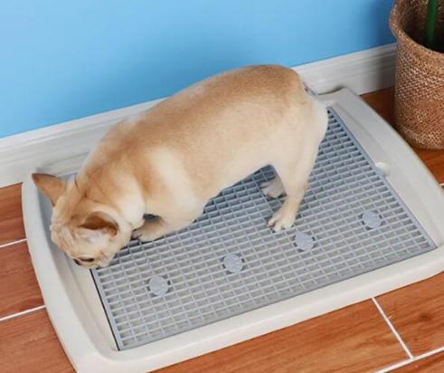 小型犬体型大小对照表-图1