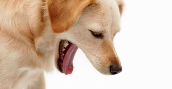 狗狗吐完为什么吃进去啊-图1