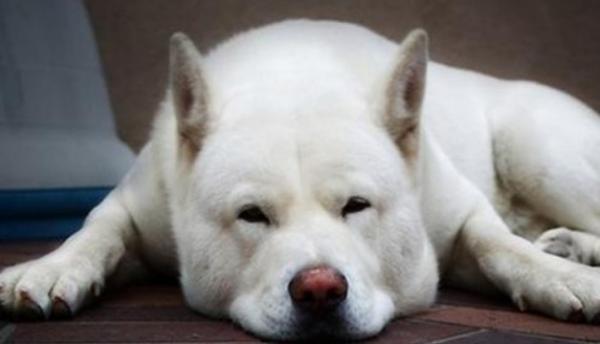 狗狗大便有一层膜包住还恶臭