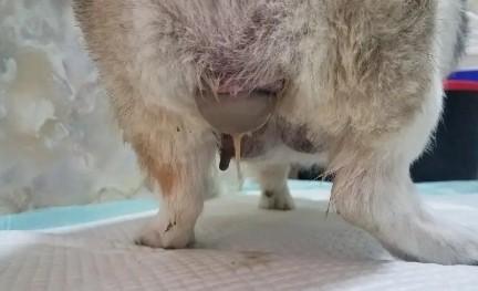 狗狗羊水破了12小时才生-图1