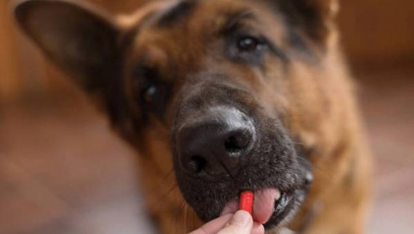 狗狗配了一次可以吃避孕药吗-图1