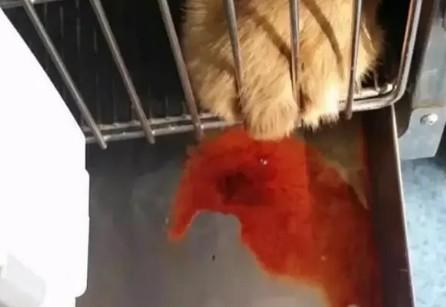 狗狗预产期流红色液体-图1