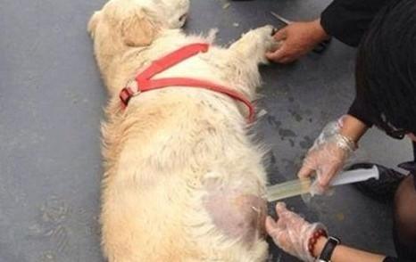 狗狗腹部积水吃利尿片-图1