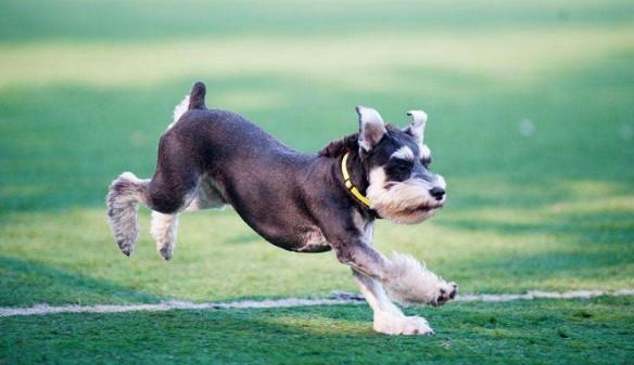 十大聪明犬排行榜前十名-图1