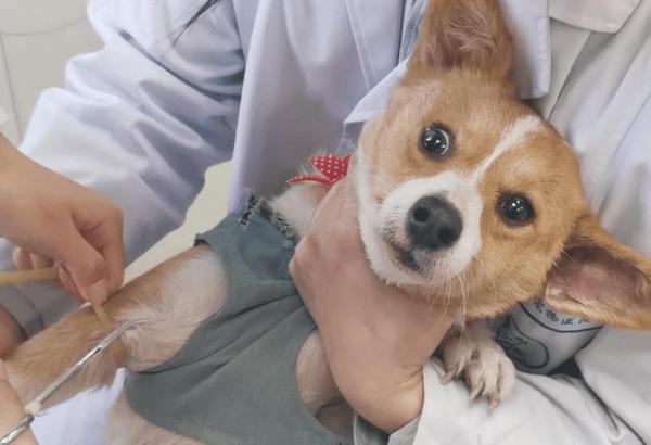 狗狗产后用打消炎针和缩宫素吗