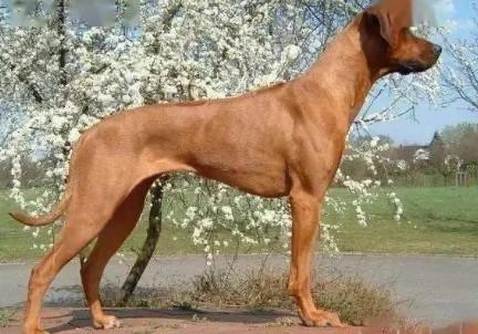 冷骚犬什么品种最好-图1