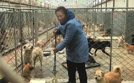 济南有没有领养狗的地方-图1