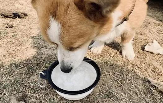 狗狗为什么不喝白粥了