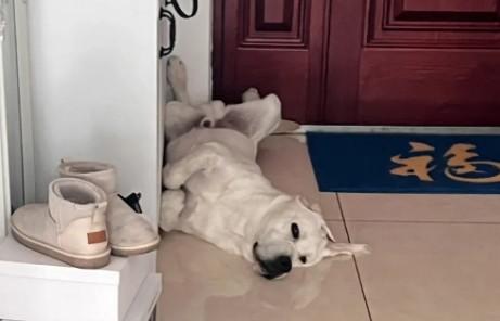 狗狗为什么会扒门睡觉呢