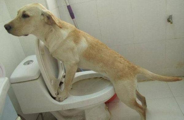 狗狗为什么用爪子扒马桶呢