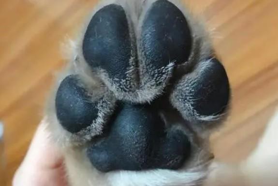 狗狗为什么要剃脚毛呢-图1