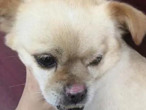 为什么狗狗的鼻子变色了呢-图1