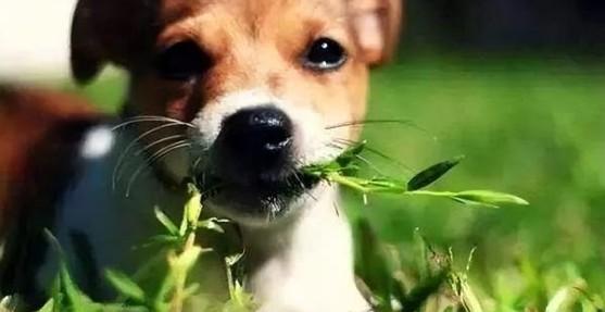 为什么狗狗要吃青菜叶呢-图1
