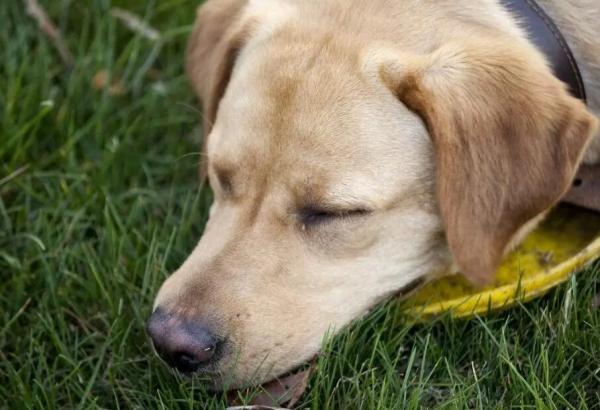 狗得了犬瘟自己扛过来的-图1