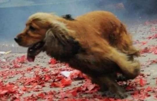 为什么狗狗怕鞭炮-图1