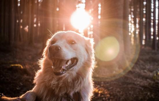 成犬一年打一次什么疫苗-图1
