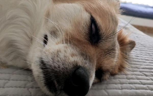 老狗狗为什么睁眼睡觉-图1