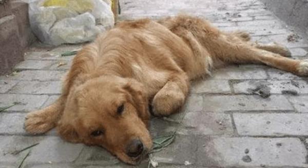 狗狗腹水多久会死-图1