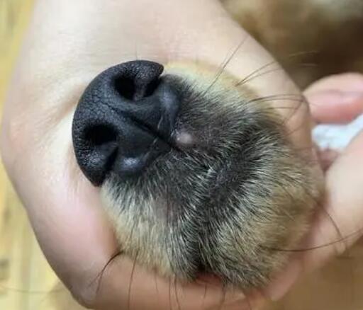 狗狗鼻子上面结痂图片-图1