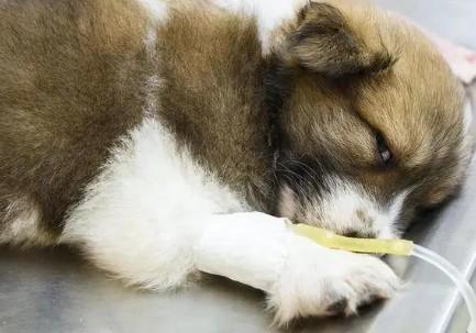 犬瘟一定会经历三个时期吗-图1