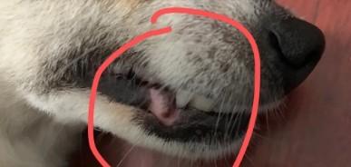 狗嘴唇一小块褪色褪成肉色-图1