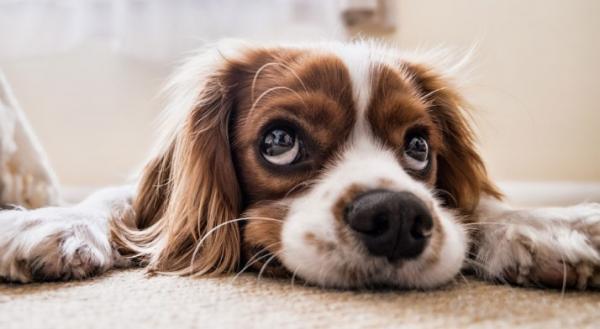 犬瘟细小能自愈吗