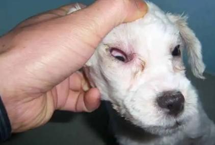 犬瘟会把整个屋子感染吗-图1