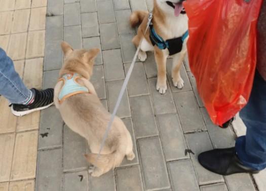 为什么不能带狗狗出去-图1