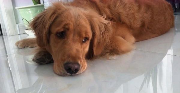 犬瘟狗一直抽搐哼唧很痛苦吗-图1