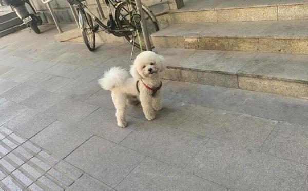 狗狗带财的表现-图1