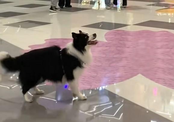 狗狗为什么怕进商场