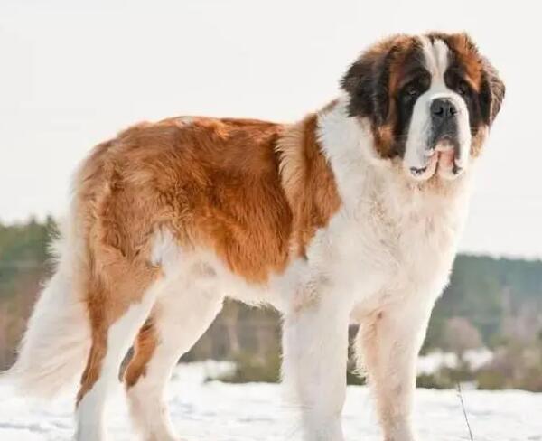 不爱叫的大型犬