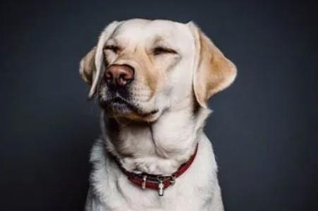 狗狗为啥爱听我说话呢？-1