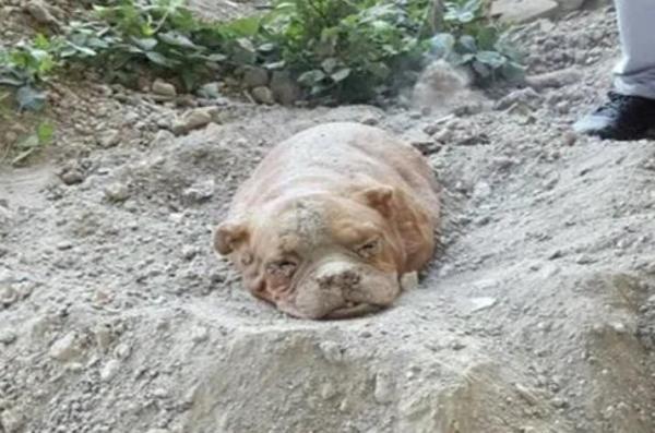 狗狗假死被埋一晚上还有救吗-图1