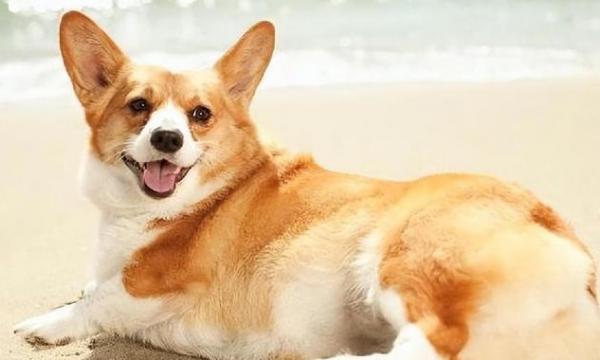最适合小孩养的犬种-图1