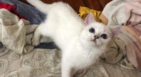 8个月的猫有必要买吗