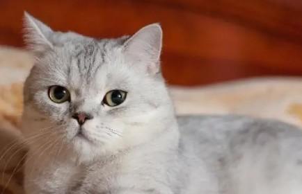 猫眼睛红肿流眼泪发炎了咋办-图1