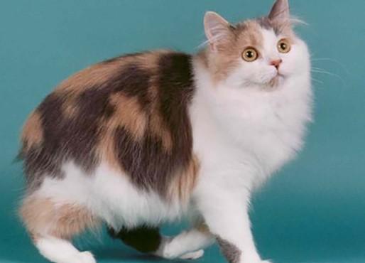 曼克斯猫守护神含义-图1